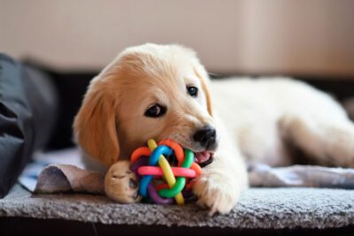 ¿Quieres comprar cachorros? Lo que debes saber antes de hacerlo